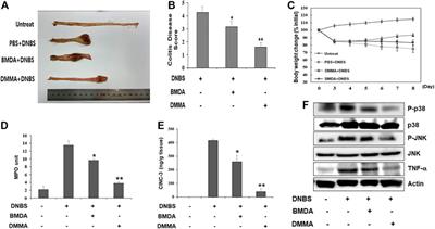 N-benzyl-N-methyldecan-1-amine and its derivative mitigate 2,4- dinitrobenzenesulfonic acid-induced colitis and collagen-induced rheumatoid arthritis